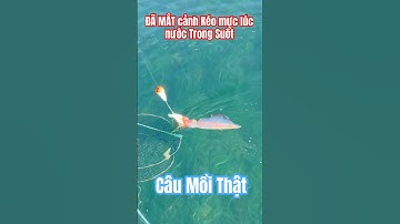 🇦🇺#shorts CÂU MỰC ỐNG LÚC NƯỚC BIỂN TRONG SUỐT nhìn đã mắt #squidfishing #caumuc #conmuc #squid
