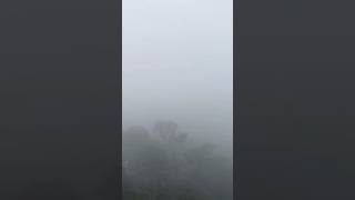 Fog gives me life