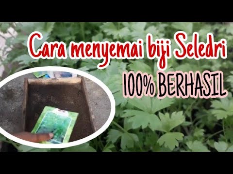 Video: Mirabilis (45 Foto): Mendarat Dan Pergi. Bilakah Menyemai Benih Untuk Anak Benih Di Luar Rumah? Penerangan Tentang Yalapa Dan Jenis Lain, Aplikasi Di Tempat Tidur Bunga