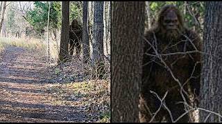 Real Bigfoot Encounters Caught On Camera That Changed Everything
