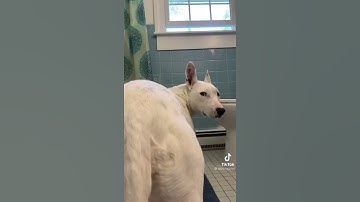 Thumbnail of Wash your bum bum dog tiktok