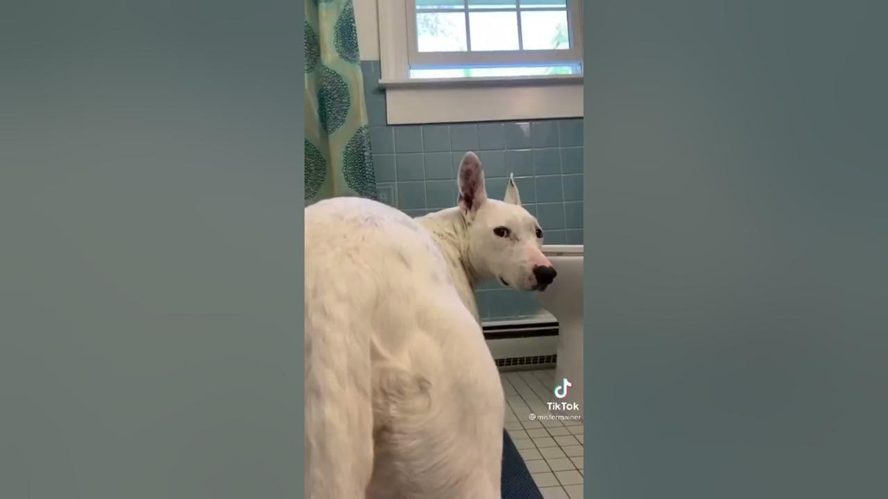 Wash your bum bum dog tiktok