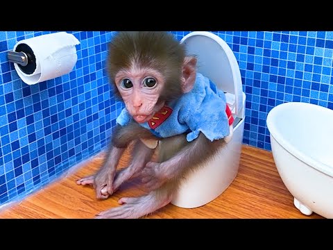 Baby monkey Bon Bon go to the toilet and playing with the puppy So cute