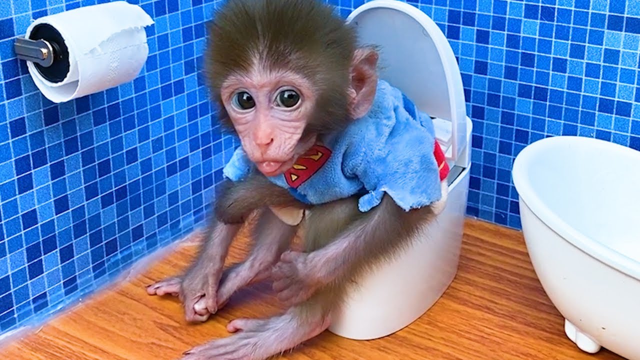 Monkey Baby Bon Bon oes to the toilet and plays with Ducklings in the  swimming pool 