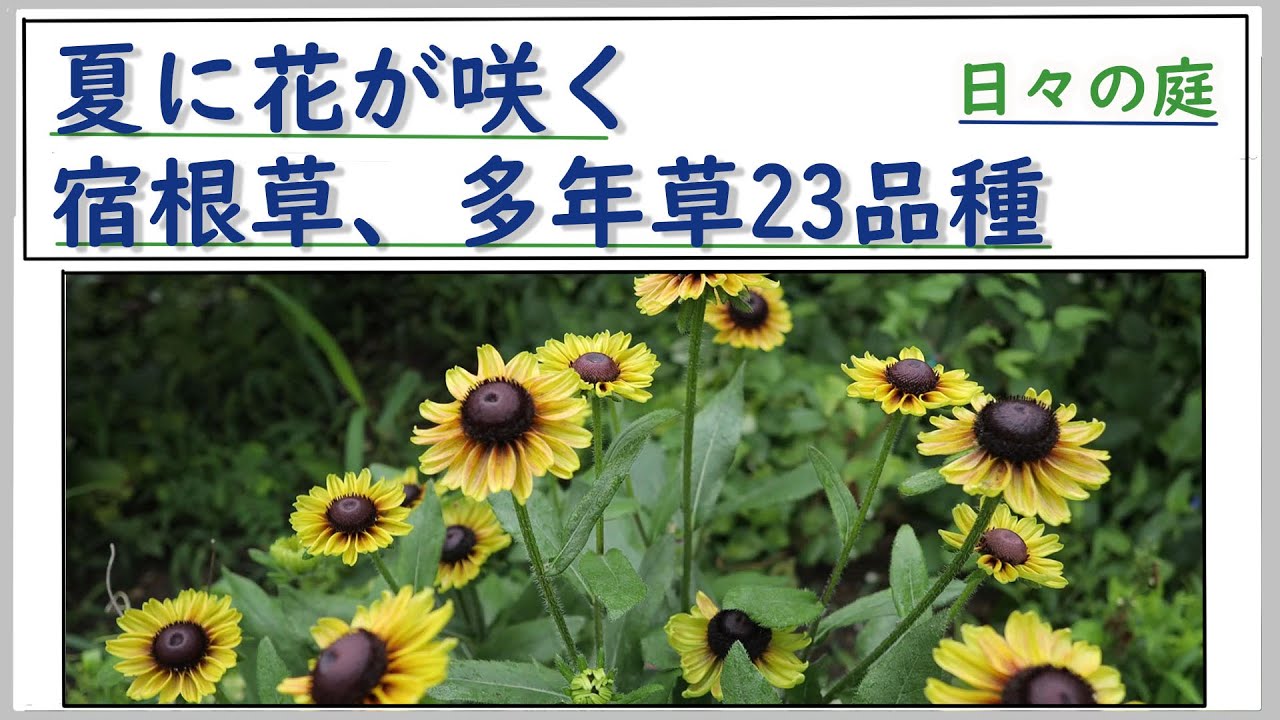 ガーデニングvlog こまめな手入れがいる植物 ヘンリーヅタの剪定 ヒメイワダレソウの手入れ ガーデニング作業 Youtube