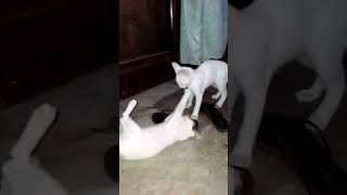 Funniest Videos 2023 Funny Cats? cute cat short 25