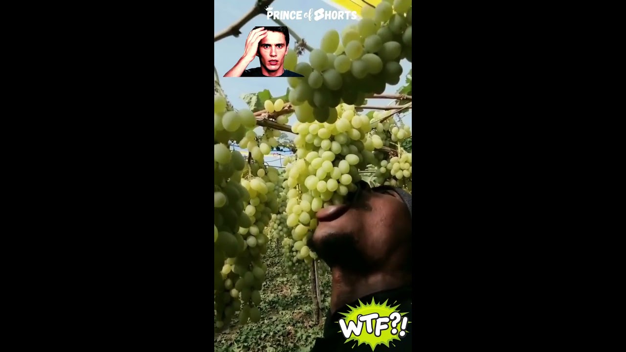 MAN EATING GRAPES BIOLOGICO Meme Man Eating Grapes