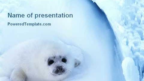 Fur-Seal PowerPoint Template by PoweredTemplate.com