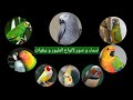 تعرف على أسماء و صور جميع الطيور و الببغاوات ||Perroquets and Birds name