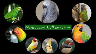 تعرف على أسماء و صور جميع الطيور و الببغاوات ||Perroquets and Birds name