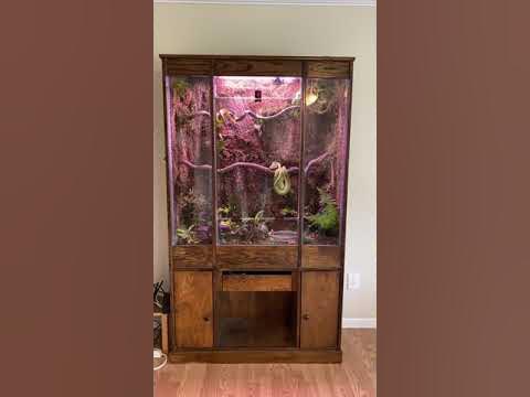 Introducing our green tree pythons in their new bioactive enclosure ...