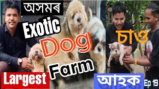 অসমৰ exotic কুকুৰৰ ফাৰ্ম/Largest Dog Farm in Assam/Dog video/Hrisi vlogs@blackwolfkennelguwahati