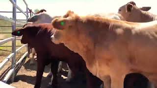 Australian Working Kelpies Educate Weaners on an Australian Cattle Station
