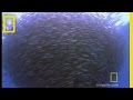Dolphin Hunting and Bait Ball Dynamics