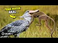Diluar Nalar! 10 Aksi Brutal Burung Predator Saat Menelan Mangsanya
