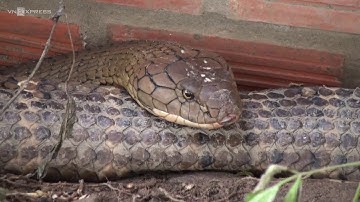 Người dân An Giang bắt được cặp rắn hổ mây 60 kg ở núi Cấm