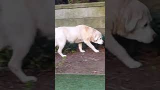 #labradorretriever 14 year old yellow Labrador retriever Mulan being stared down by neighbor’s cat