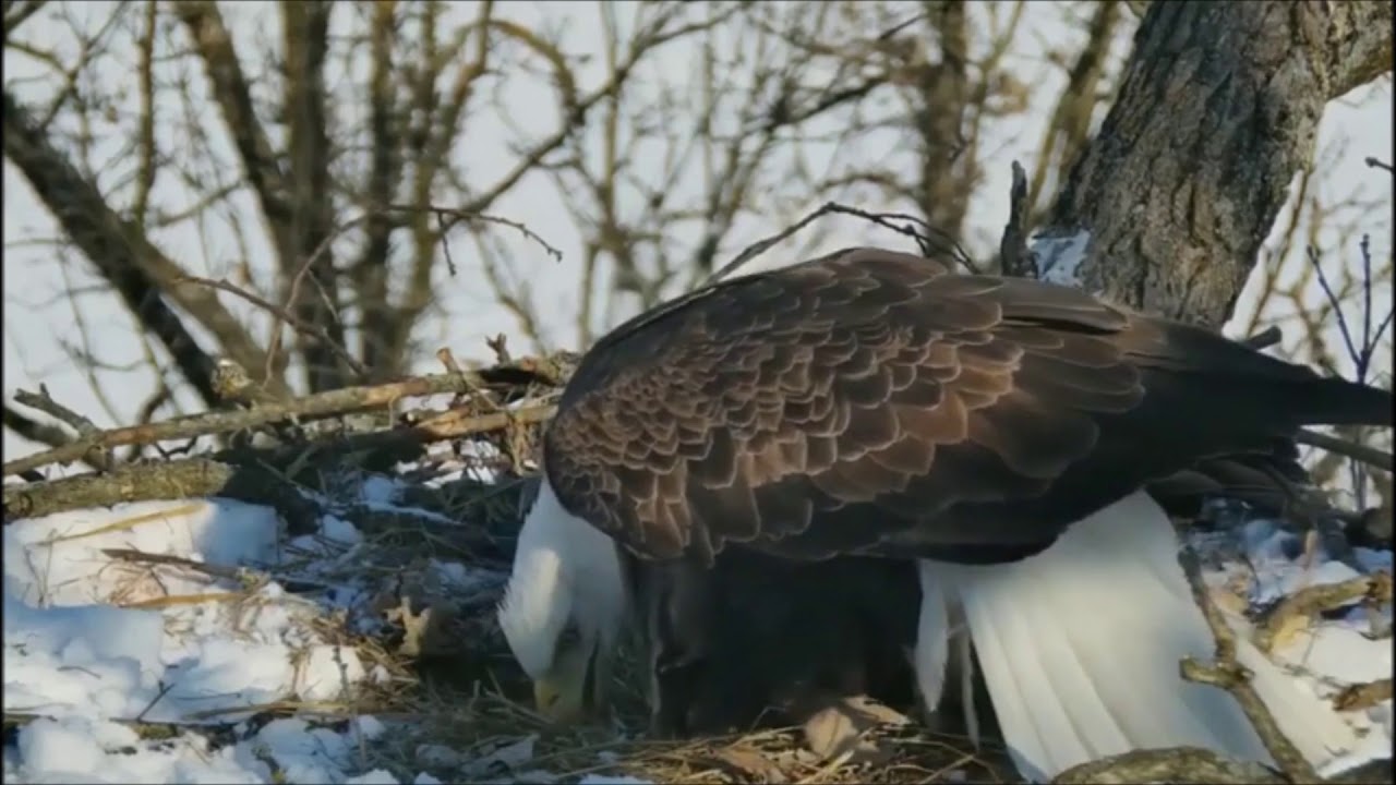 First Decorah Eagle Egg Of 2019