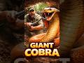 Giant king Cobra Underground Colony – Animal POV #pov #snakecobra #king