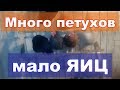 Много петухов будет мало яиц