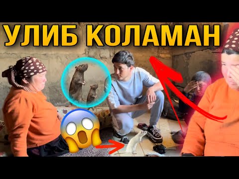 Video: Sobčaks sagatavots dzemdībām