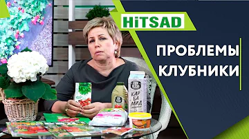 НЕ СЛАДКАЯ КЛУБНИЧКА 🍓 10 основных проблем клубники 🍓  ЧТО ДЕЛАТЬ СОВЕТЫ ОТ ХИТСАД ТВ