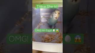 English Budgie Lays An Egg ?!  #shorts #animals