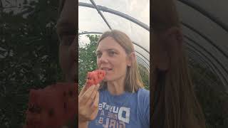 who knew you could grow watermelon in Galicia?! #watermelon #sandia #galicia #homegrown #huerto