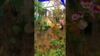 Stroll through Dancing Wings Butterfly Garden