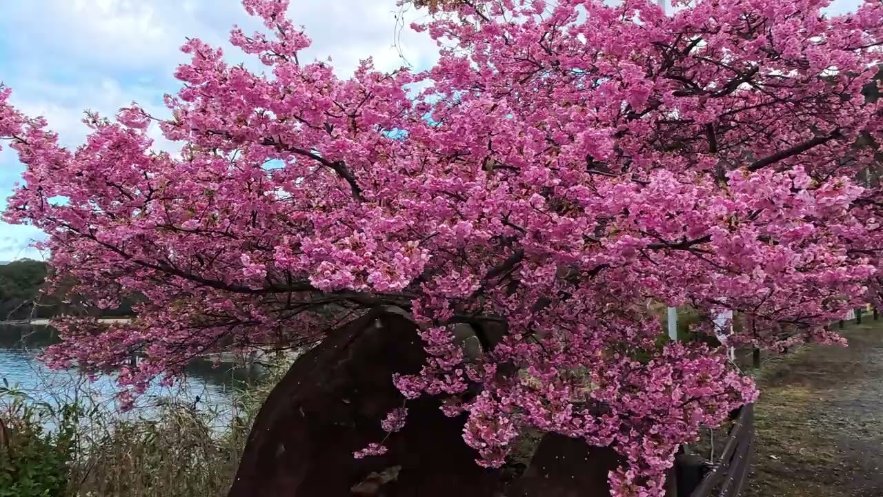 山口県下松市　笠戸島の河津桜　2026年2月28日土曜日