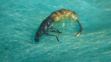 Tying a Straggle String Caddis Larva