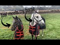 Weaning My Foal | My Horse & Foal Meet