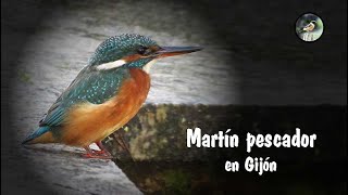 Martín pescador en Gijón.