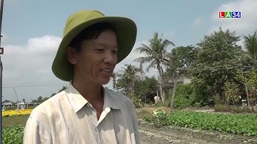 Cần Đước: Giá bán rau cải giảm, nông dân không có lời | LONG AN TV