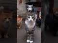 Когда кошачья банда берёт власть в свои лапы 😼🐾