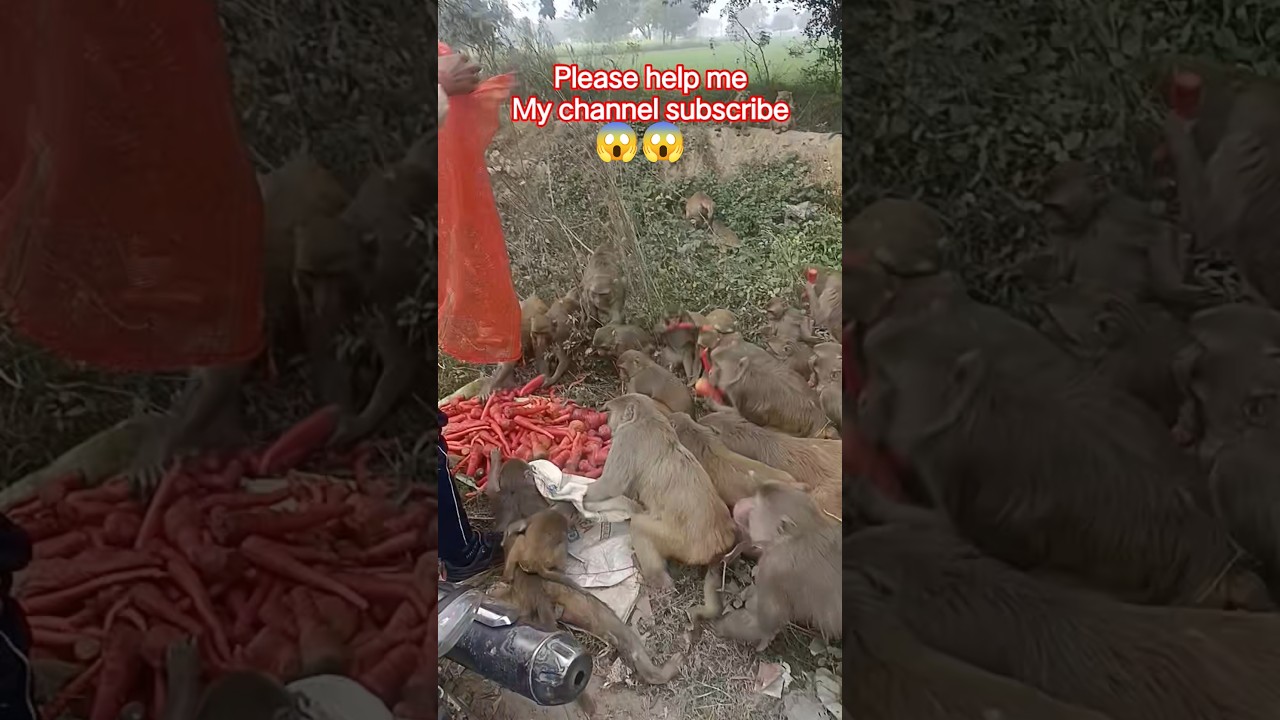 “ये बंदर कई दिनों से भूखे थे 😢” 