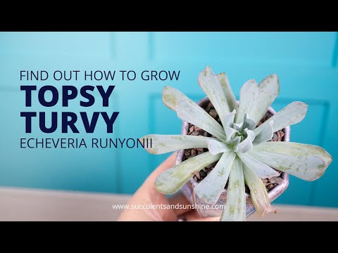 Video: Topsy Turvy Echeverian kasvattaminen – Opi Topsy Turvy Succulenteista