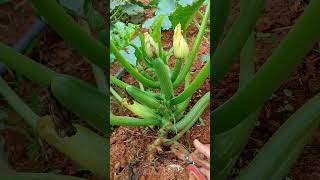 #Agriculture, Rural Areas, and Farmers #Agricultural Planting #Growing Vegetables at Home   #8c1d1