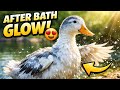 Beautiful Duck After Bath | Duck Grooming &amp; Pond Life 🐤 #duckvideo #duckcartoon #duck 