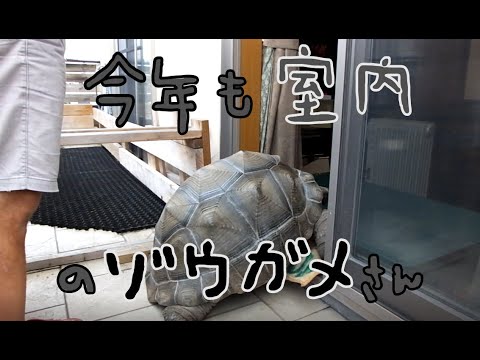 今年の冬も室内でゾウガメ飼育だ Elephant Tortoise In The House Youtube