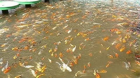 Vườn Hoa Sa Đéc