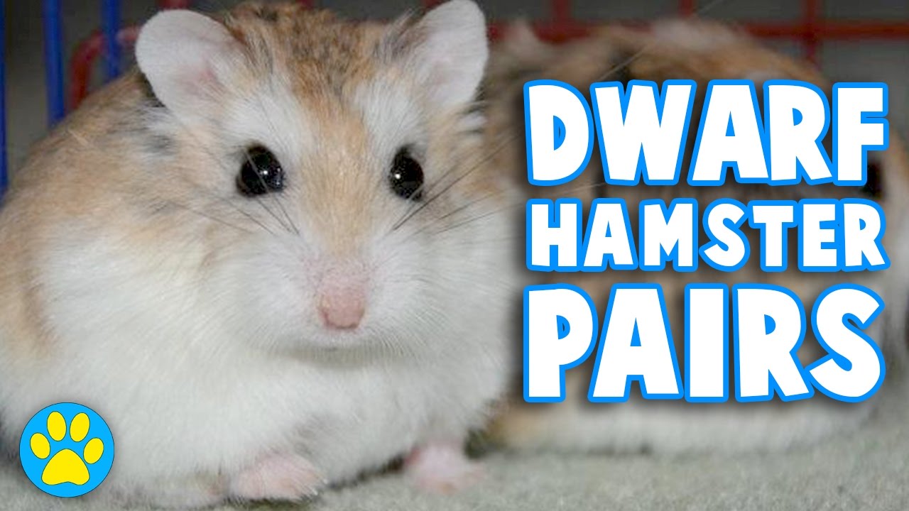 Does your hamster need a friend?