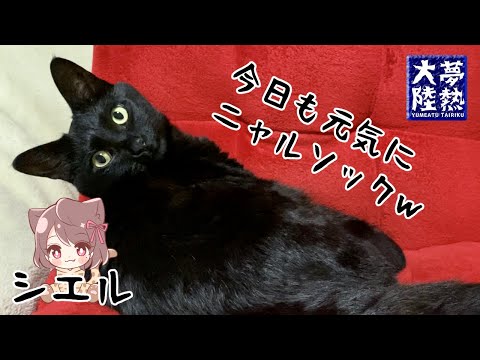 【情熱大陸Vol.017】保護猫の黒猫シエルに密着【ベンガルロケット】