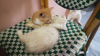 Cute kittens hugging and kissing by Smoky & Animals 344 views 4 months ago 33 seconds