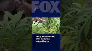 Trump administration mulls marijuana reclassification | FOX 10 Phoenix