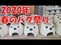 【陶芸】2020年春のパグ祭り！【窯出し】【ウェットシェルター】【受注会商品】【ウェットシェルター】