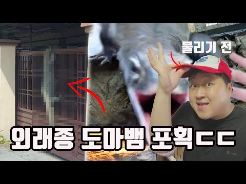 우리나라에 외래종 <strong>도마뱀이</strong> 나타났다ㄷㄷ 포획 하다가 물렸는데 어떡하죠 ...