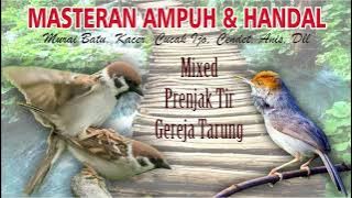 masteran ampuh dan handal mixed prenjak tir gereja tarung