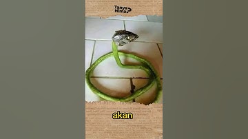 MITOS & KEPERCAYAAN Orang ARAB Sebelum ISLAM Paling ANEH #shorts