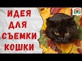 Фотосессия с кошкой дома. Идея для съемки с листвой.